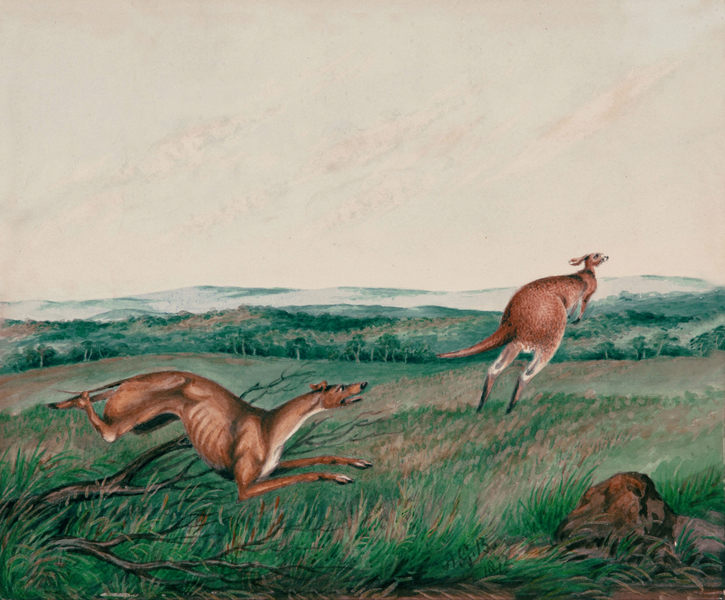 Adam Gustavus Ball - Dog chasing a kangaroo