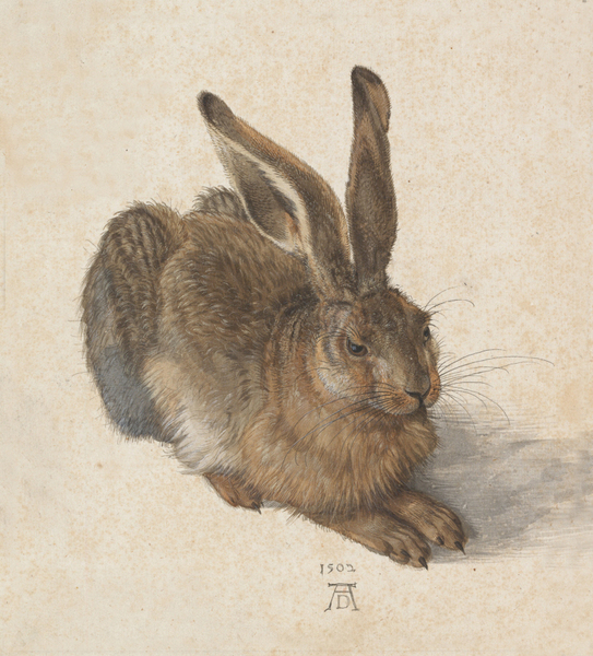 Albrecht Duerer - Hare, 1502