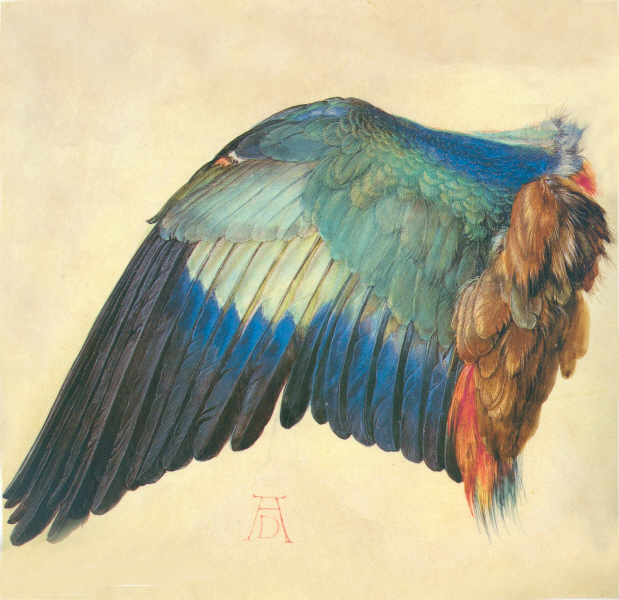 Albrecht Duerer - wing of a blue roller